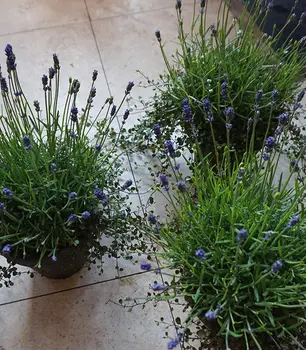 Lavendel.jpg