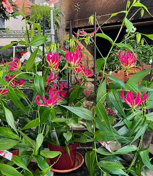 Gloriosa.jpg