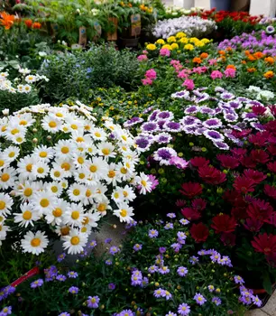 Terrassenpflanzen_bunt.JPG