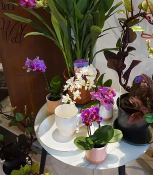 Topfpflanzen_Orchideen_pink.jpg
