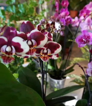 Orchideen.JPG