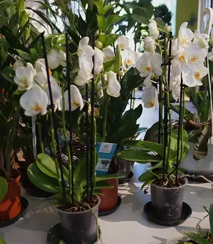 Orchideen_weiss.jpg
