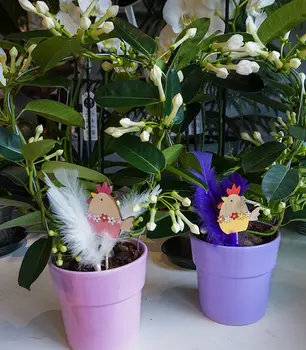 Ostern_Stephanotis.jpg